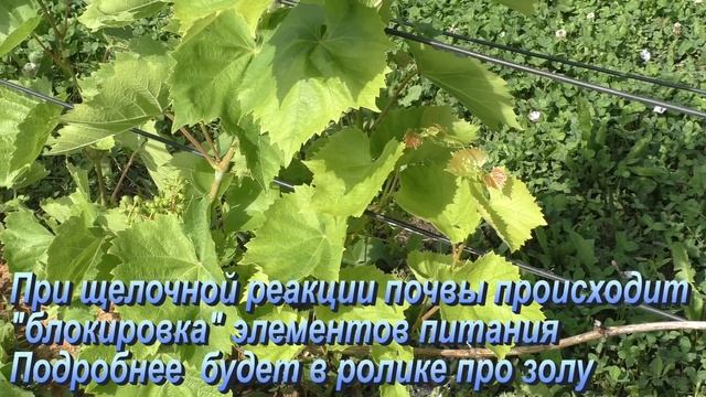 Желтые листья на винограде. Чем обработать? Или в начале найти причину? смотреть онлайн