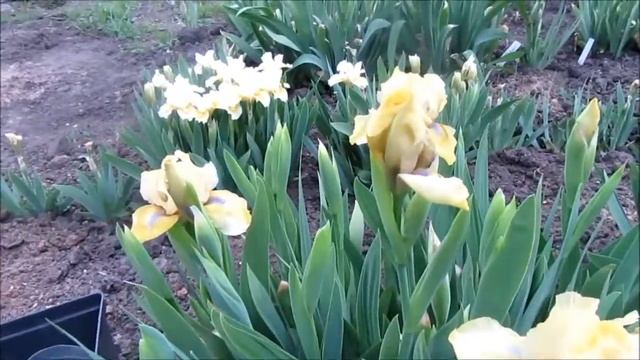 Ирисы бородатые карлики. Низкорослые ирисы. Где купить саженцы ирисов карликовых? смотреть онлайн