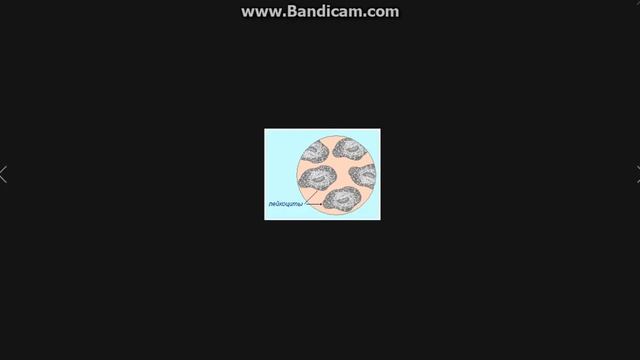 познавательный мир чем отличаются группы крови. смотреть онлайн