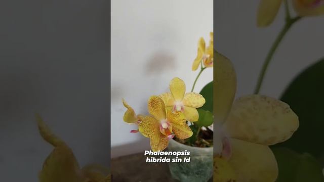 Orquídea Phalaenopsis no ID in Santa Cruz Bolivia 🇧🇴 смотреть онлайн