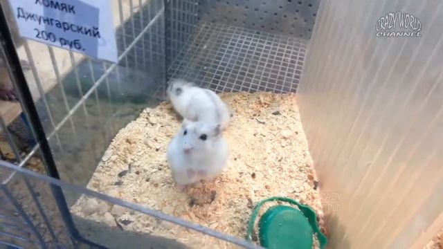 СМЕШНЫЕ ХОМЯКИ 2017 ПРИКОЛЫ С ЖИВОТНЫМИ #9 смотреть онлайн