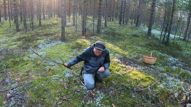 Сказочные ПСКОВСКИЕ боры-2023. Часть 2. Снова полные корзины! смотреть онлайн