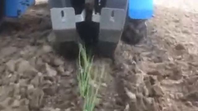 Высадка рассады лука. Onion translate Hortech praktika смотреть онлайн