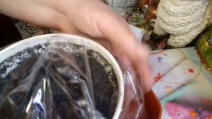 посев семян разных цветов часть 2