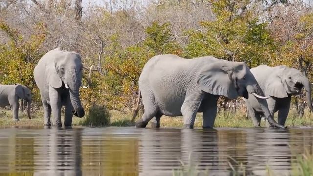 Звук СЛОНА, Как трубит и какие звуки издает слон ? Elephant Sound Effects смотреть онлайн