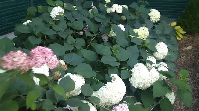 21 июля 2020 г. Цветение Древовидных Гортензий смотреть онлайн