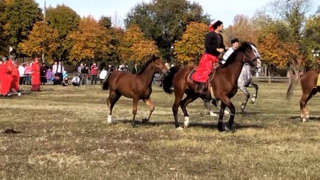 Покров.День города-2019.Репетиция выступления Запорожских козаков.Красивые лошадки))) смотреть онлайн
