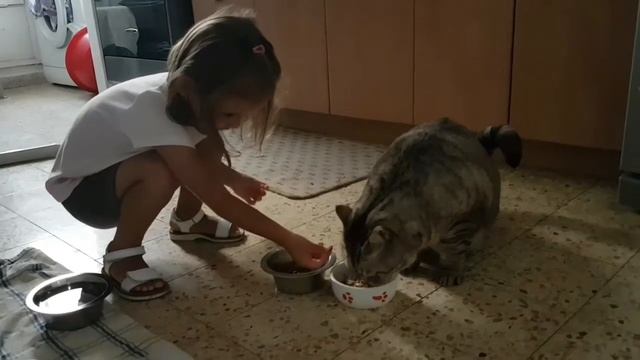 Кормим кота, британец Мартель.Давайте посмотрим, наберет ли этот красавец 1000 лайков. смотреть онлайн