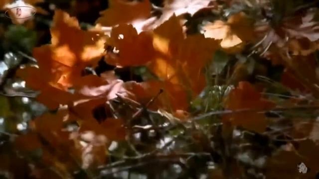 Для тех кто любит и ждёт... Стихи о любви смотреть онлайн