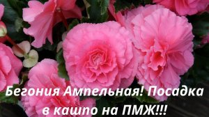 Бегония Ампельная !!! Высаживаю в кашпо на ПМЖ ! Подготовка к цветению!Обзор сортов!
