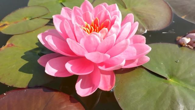 Нимфея Pink Peony (Розовый пион) кувшинка, нимфея, водные растения, пруд смотреть онлайн