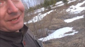Из каких цветов получается весенний мед