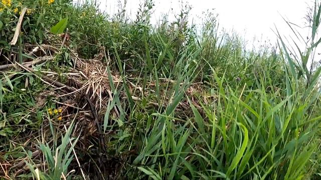 Охота на бобра Новый сезон Июль 15 07 2023 3 Недели караулил Бобра на платине смотреть онлайн