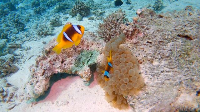 ? Жизнь красивее под водой - Гота Абу Рамада, Хургада, Красное море ?? Египет смотреть онлайн