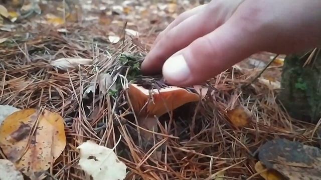 Царские грибы рыжики в лесу. Грибник, будь готов. Беларусь. смотреть онлайн