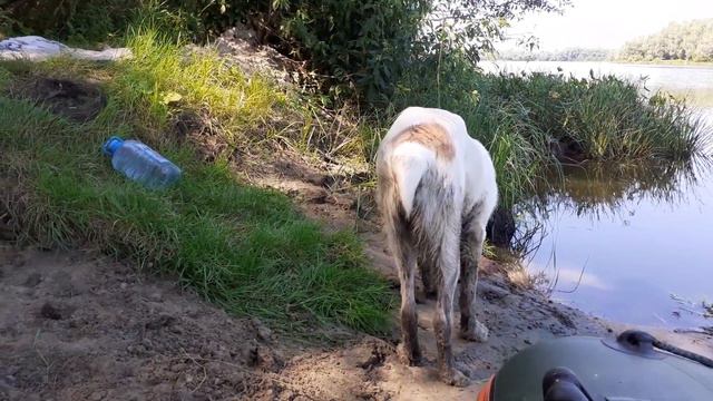 16.08.23 Алабай Булат подводит итоги отдыха на реке смотреть онлайн