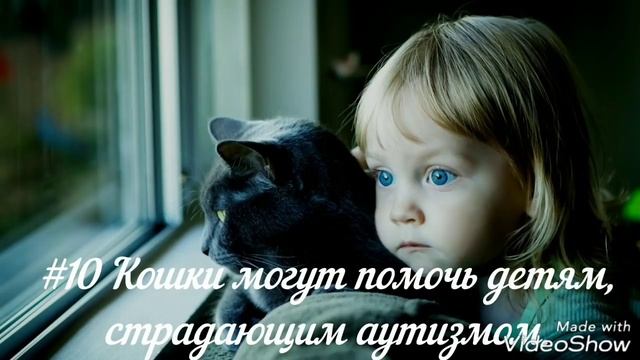 19 причин почему нужен кот в доме смотреть онлайн