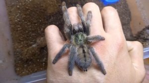Psalmopoeus cambridgei - описание