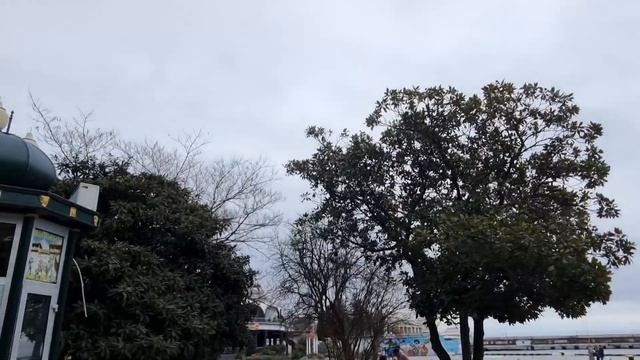 #норильск_ялта  НЕПРЕВЗОЙДЕННАЯ КРАСОТКА МАГНОЛИЯ СУЛАНЖА