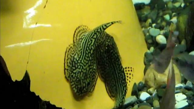 Sewellia lineolata fighting | Севеллии полосатые (рыба псевдоскат) дерутся смотреть онлайн
