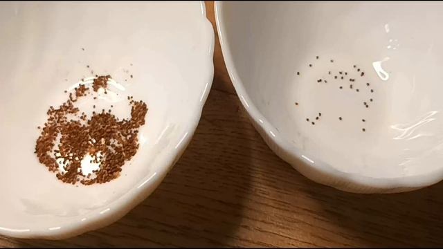 Посеяла Сальпиглоссис 19 марта 2023 смотреть онлайн