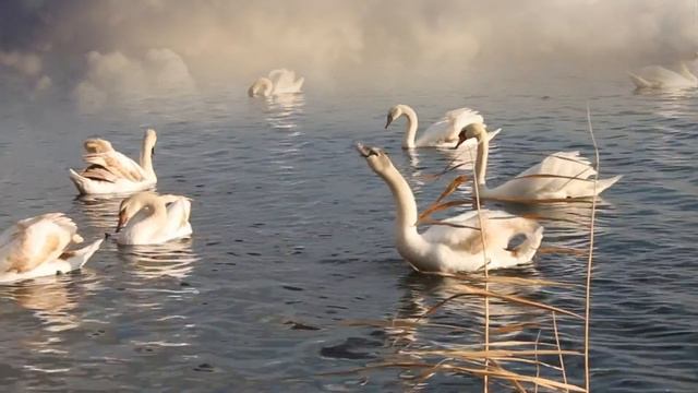 Футаж Лебеди 1 смотреть онлайн