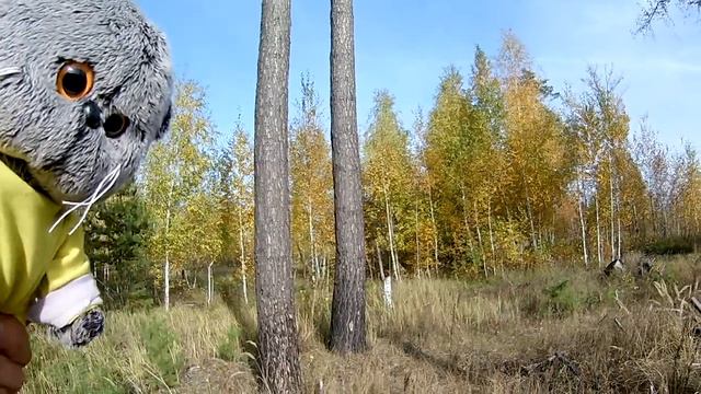 БАСИК ЗА ГРИБАМИ смотреть онлайн