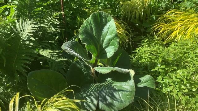 Gillian Mathews - Bergenia ciliata 'Great Dixter Form' - NHS Board Members Present смотреть онлайн