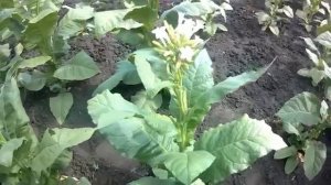 Сорт табака Ксанти.mp4