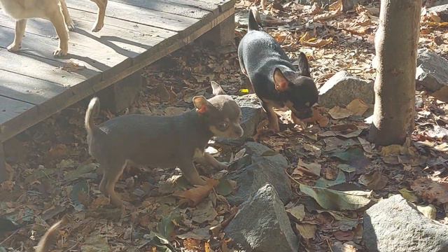 осторожно злая собака питомник чихуахуа Кастропуло смотреть онлайн