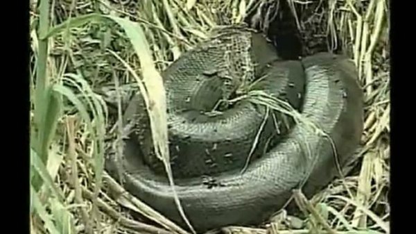 🔴 DOCUMENTAL: De La Selva de los Espejos de Alejandro Guerrero (Perú)