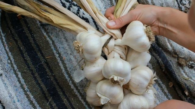 ТОП - 5 Лучших Способов Хранения Чеснока В Домашних Условиях. 204 смотреть онлайн