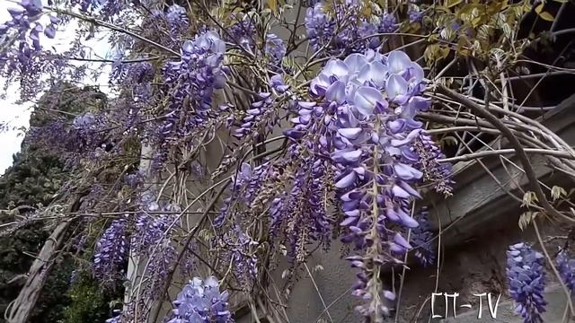 Глициния смотреть онлайн
