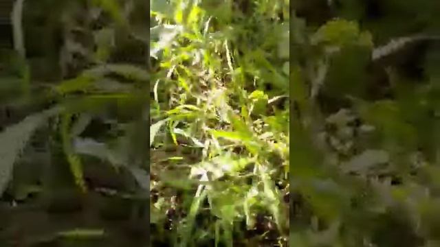 №6 Закладка [ НАХОД ] A-PVP, СОЛЬ на месте ! Соляру снял в касание в термоусадке смотреть онлайн