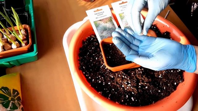 Овсяница сизая Выращиваем из семян смотреть онлайн