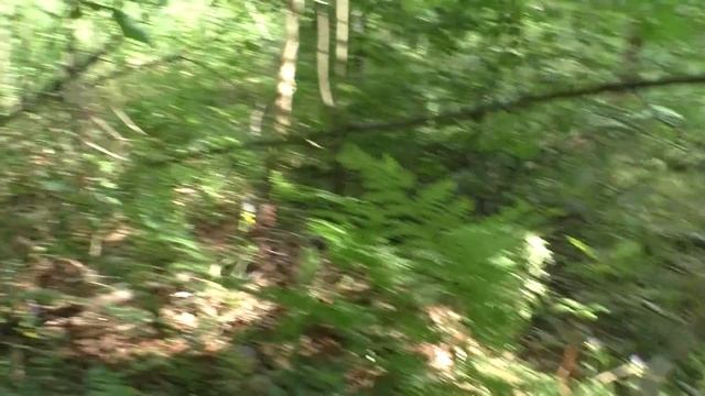 Грибник нашёл полянку Белых грибов. Июль 2023 года. смотреть онлайн