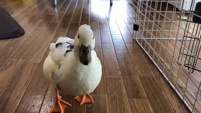 Уточка Бути ( Duck Butсhy) смотреть онлайн