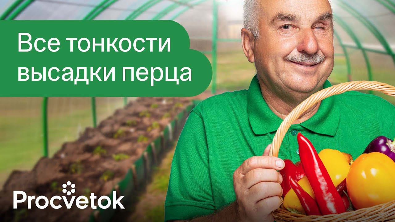 ПЕРЦЫ И БАКЛАЖАНЫ ЗАВАЛЯТ УРОЖАЕМ, если сделать так при высадке их в теплицу! смотреть онлайн