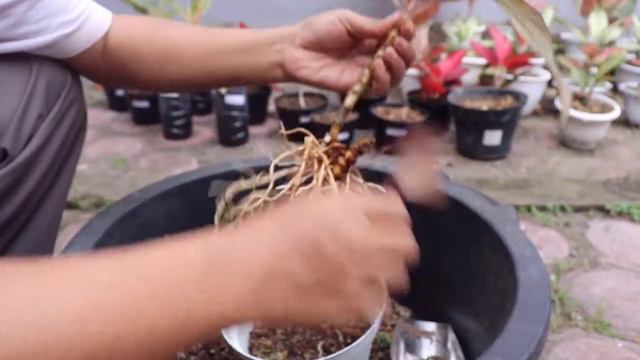 Cara cangkok aglonema siam aurora di jamin 100 berhasil - siam aurora red aglaonema propagation смотреть онлайн