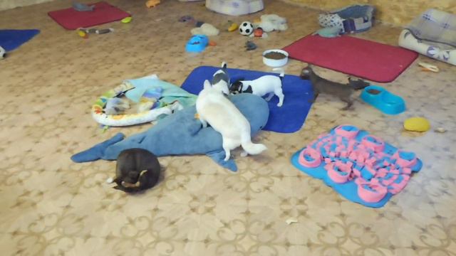 #VLOG УТРО В ПИТОМНИКЕ ЧИХУА 26.10#ПИТОМНИКМАРИМИСТИК#ЩЕНКИ ЖДУТ МАМ И ПАП#ПРИВИТЫ , ЧИПИРОВАНЫ смотреть онлайн