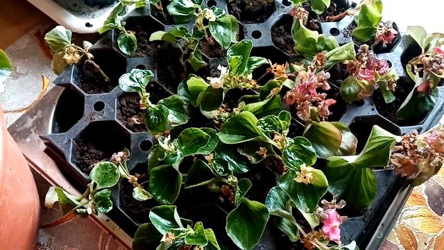 Черенкование бегонии/лёгкий способ смотреть онлайн