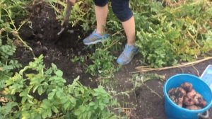 ВЫСОКОУРОЖАЙНАЯ КАРТОШКА СОРТ ЛАПОТЬ (БЕЛЫЙ ЛЕБЕДЬ) УРОЖАЙ 2020