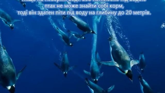 Пингвины Милые животные и в Антарктиде и на Мадагаскаре /Penguins Antarctica and Madagascar смотреть онлайн