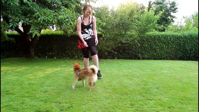 Shiba Inu - Tricks & FUN in summer смотреть онлайн