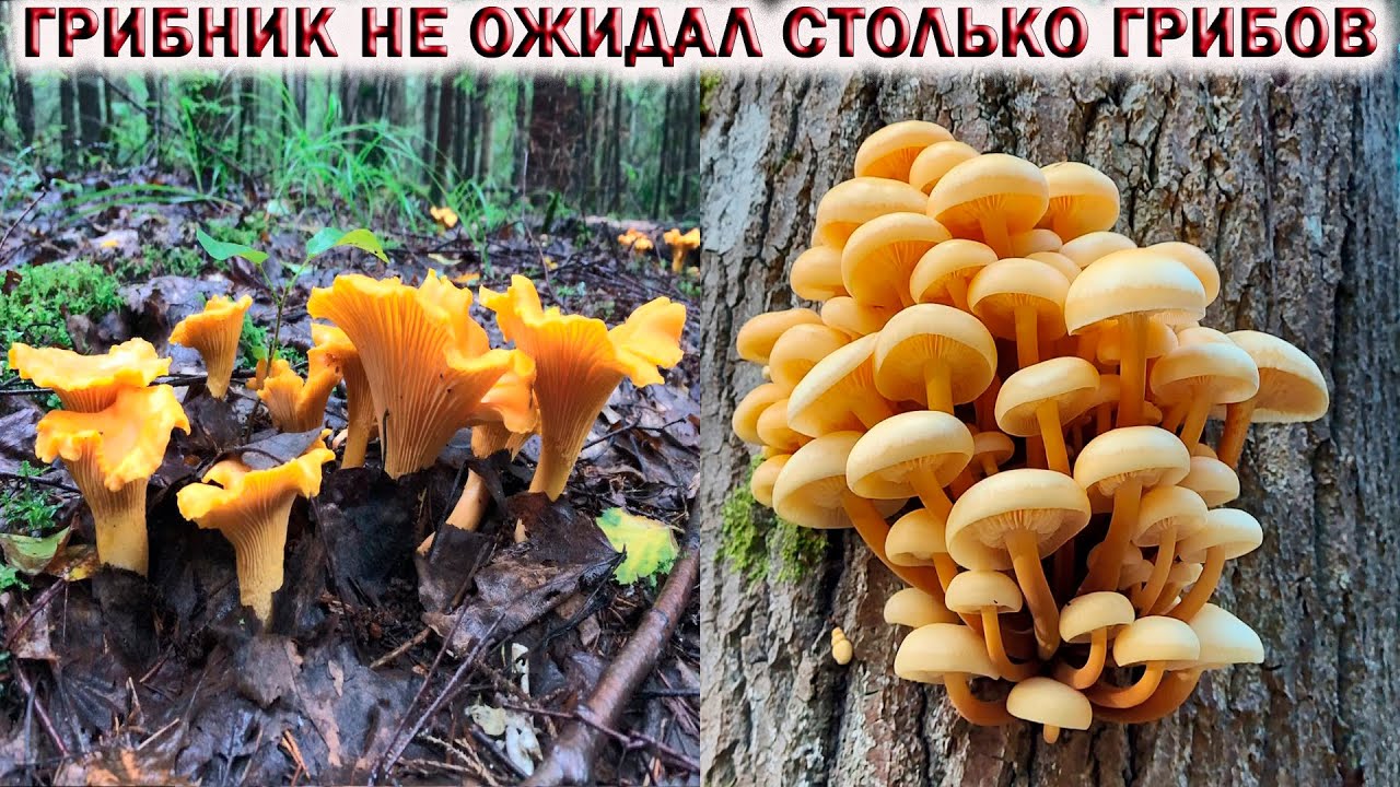 ?ГРИБНИК НЕ ОЖИДАЛ СТОЛЬКО ГРИБОВ ПОЗДНЕЙ ОСЕНЬЮ В ПОДМОСКОВЬЕ ?ЗИМНИЕ ОПЯТА, ЛИСИЧКИ, ЕЖОВИК смотреть онлайн