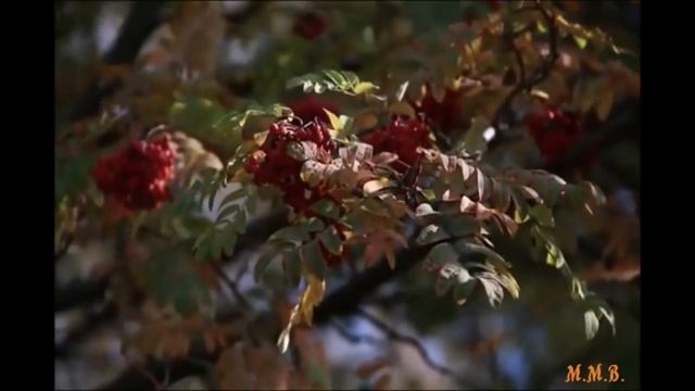 _Осенняя зарисовка.mp4 смотреть онлайн