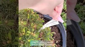 Ель канадская Альберта Глоуб