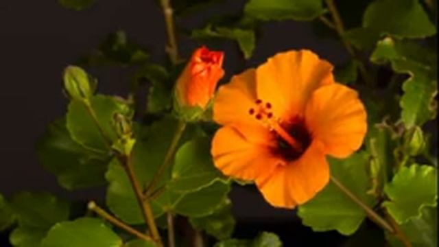 Успокаивающая музыка ASMR. Музыка для расслабления, медитации, хорошего сна. смотреть онлайн