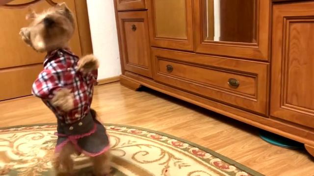 СОБАКА В ЮБКЕ!! ДРЕССИРОВКА смотреть онлайн
