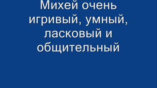 Собака ищет дом. Метис овчарки ищет дом и любящих хозяев смотреть онлайн